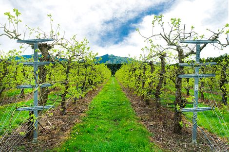 Photo of property in 290 Tucker Road, Makauri, Gisborne, 4071