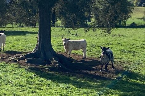 Photo of property in 305 Waitetuna Valley Road, Waitetuna, Raglan, 3295