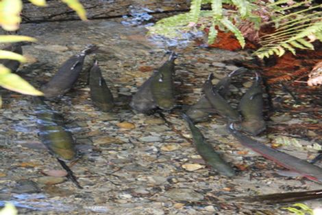 Photo of property in 483 Spencer Road, Lake Tarawera, Rotorua, 3076