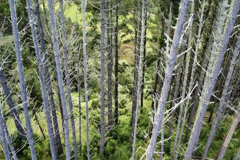 Photo of property in 761h State Highway 2 West, Pikowai, Matata, 3194