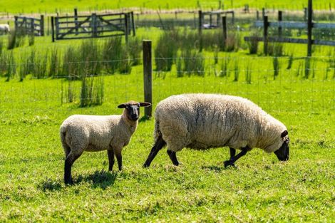 Photo of property in 248 Devich Road, Mangawhai, Kaiwaka, 0573