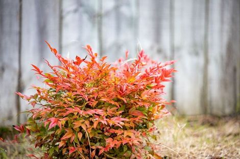 Photo of property in 39 Springfield Crescent, Enderley, Hamilton, 3214