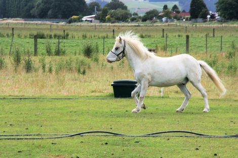 Photo of property in 115 Dukes Road South, Mosgiel, 9092