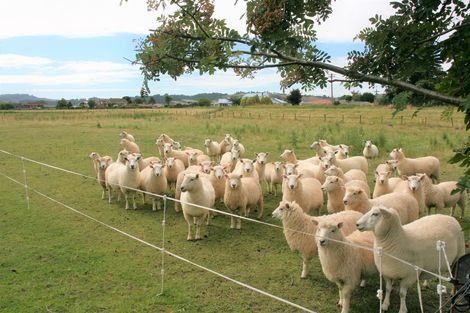 Photo of property in 115 Dukes Road South, Mosgiel, 9092