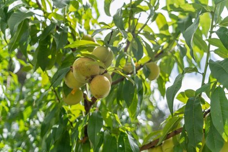 Photo of property in 181 Old Parua Bay Road, Abbey Caves, Whangarei, 0175