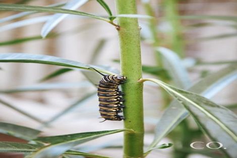 Photo of property in 22 Macmillan Street, Katikati, 3129