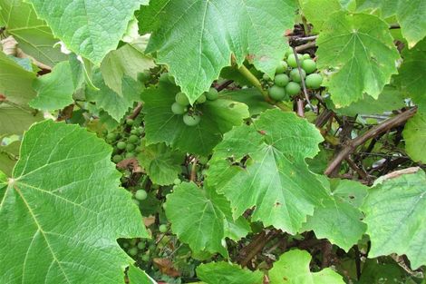 Photo of property in 45 Town Belt South, Blackball, 7804