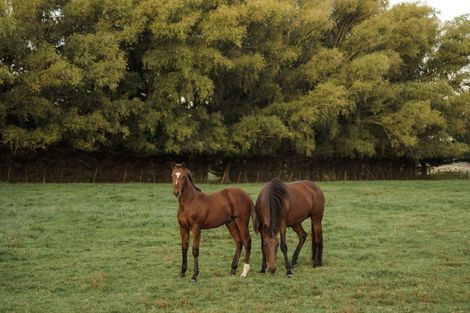 Photo of property in 78 Skewbridge Road, Flaxton, Kaiapoi, 7691
