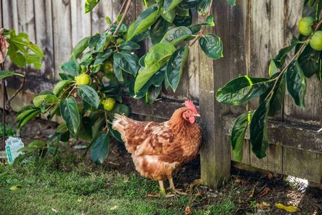 Photo of property in 3/17 Cambourne Road, Papatoetoe, Auckland, 2025