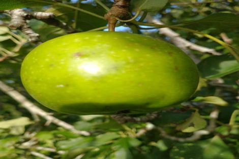 Photo of property in 109 Vinegar Hill Road, Kauri, Kamo, 0185