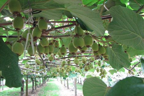 Photo of property in 61 Work Road, Aongatete, Katikati, 3181