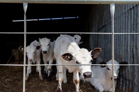 Photo of property in 565 Hauraki Road, Turua, Thames, 3574