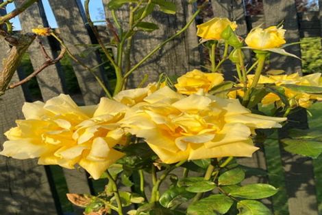 Photo of property in 61 Glassworks Road, Netherby, Ashburton, 7772