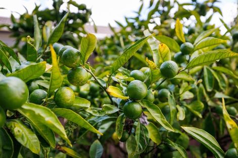 Photo of property in 56a Newton Place, Westbrook, Palmerston North, 4412