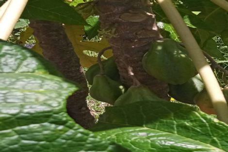 Photo of property in 42 Westview Place, Tauriko, Tauranga, 3110