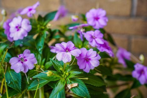 Photo of property in 20 Pyramid Place, Glen Eden, Auckland, 0602