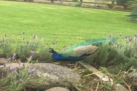 Photo of property in 6 Top Road, Dairy Flat, Albany, 0792