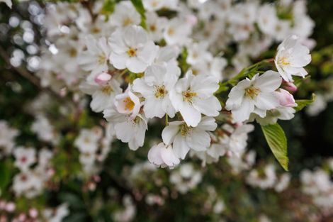 Photo of property in 260 Haynes Line, Beaconsfield, Feilding, 4777