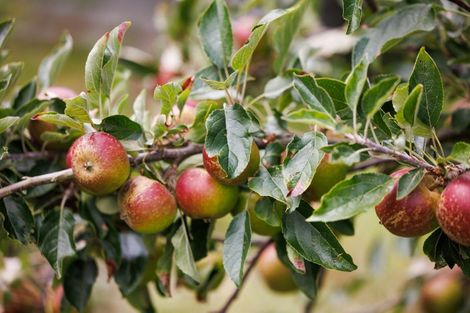 Photo of property in 19 Whio Avenue, Feilding, 4775