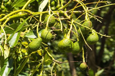 Photo of property in 33 Silkwood Way, Tauriko, Tauranga, 3110