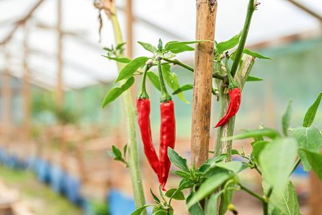 Photo of property in 162 Upokorau Road, Kaeo, 0478