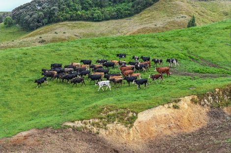 Photo of property in 880 Kopuku Road, Maramarua Forest, Pokeno, 2471