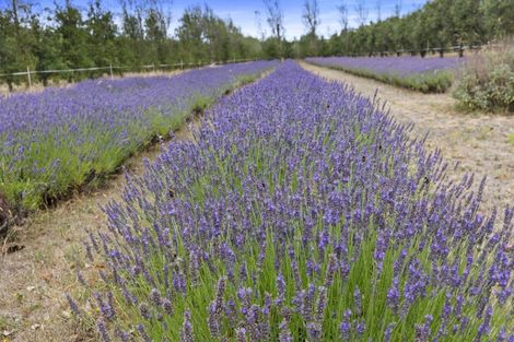 Photo of property in 179 Racecourse Road, Amberley, 7482