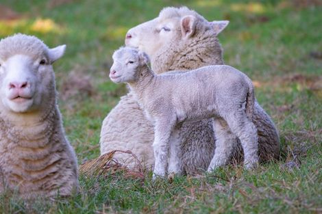 Photo of property in 276 Pyramid Valley Road, Pyramid Valley, Waikari, 7491