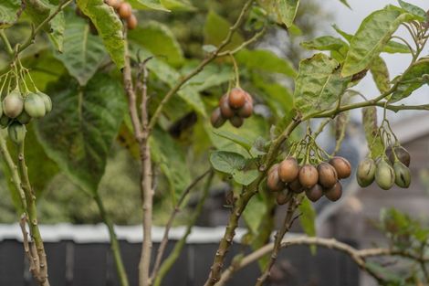 Photo of property in 56 Hahei Beach Road, Hahei, Whitianga, 3591