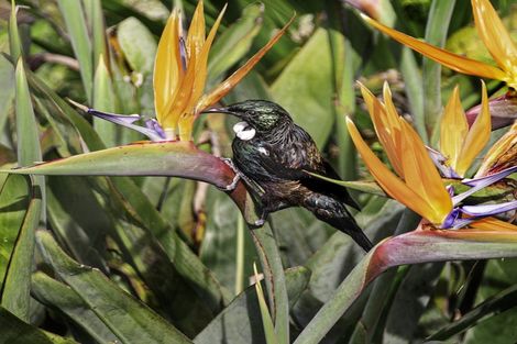 Photo of property in 18 Kitewaho Road, Swanson, Auckland, 0816