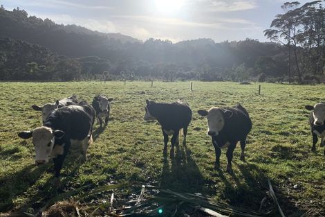 Photo of property in 115 Bethells Road, Waitakere, Henderson, 0781