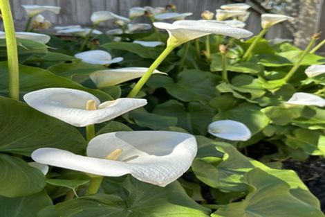 Photo of property in 57 Kesteven Avenue, Glendowie, Auckland, 1071