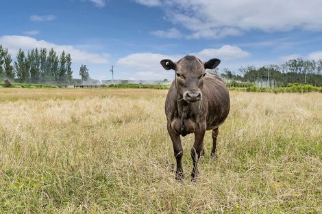 Photo of property in 598 Homebush Road, Kirwee, Christchurch, 7671