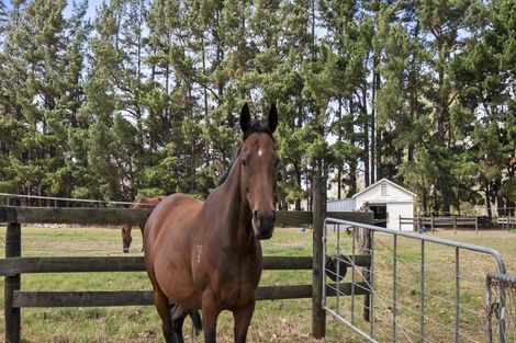 Photo of property in 273 Parewanui Road, Bulls, 4894