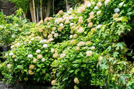 Photo of property in 33a Reihana Street, Orakei, Auckland, 1071