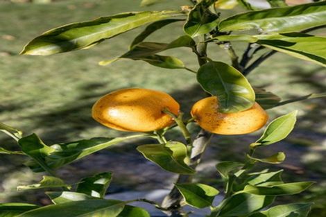 Photo of property in Waterview Estate, 70/4 Greystone Place, Omokoroa, 3114