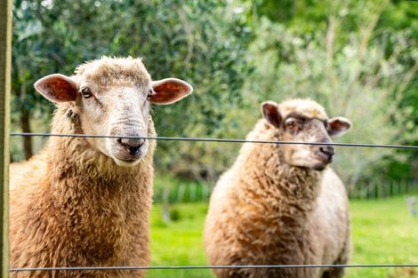 Photo of property in 35 Poplar Glade, Mangawhai, Kaiwaka, 0573