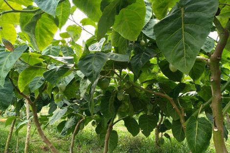 Photo of property in 225 Te Akau Road, Waingaro, Ngaruawahia, 3793