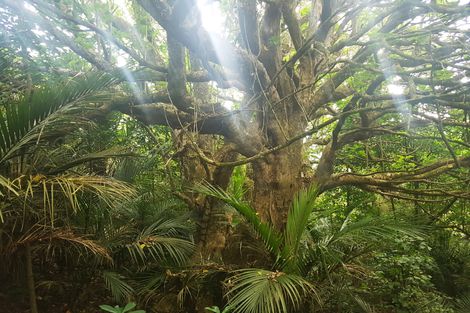 Photo of property in 914 Whakapirau Road, Whakapirau, Maungaturoto, 0583