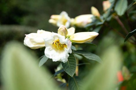 Photo of property in 101 Huia Street, Waikanae, 5391