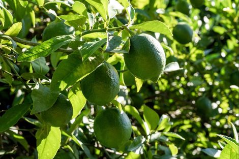 Photo of property in 15 Haldane Street, Elgin, Gisborne, 4010