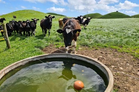 Photo of property in 6388 South Road, Pungarehu, Opunake, 4685