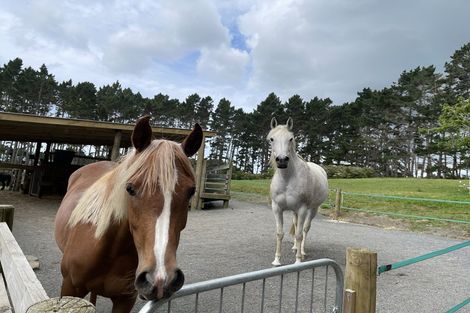 Photo of property in 82 Brownhill Road, Whitford, Manurewa, 2576