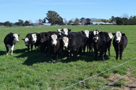 Photo of property in 146 Double Corner Road, Amberley, 7481