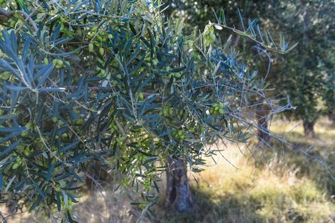 Photo of property in 797 Main North Road, Bay View, Napier, 4182