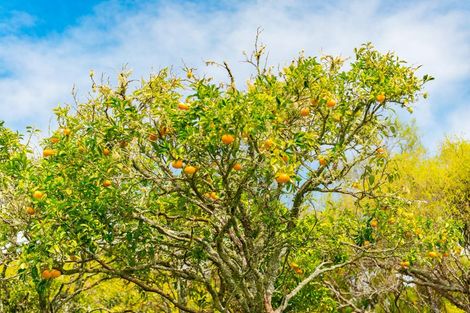 Photo of property in 325 Sandspit Road, Warkworth, 0982