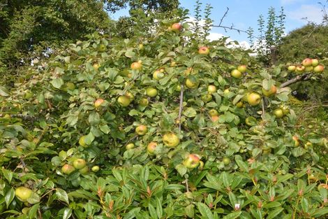 Photo of property in 50 Argyle Street, Mornington, Dunedin, 9011