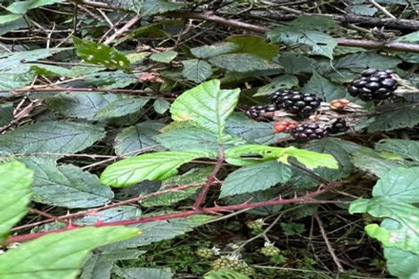 Photo of property in 1314 Wairamarama Onewhero Road, Onewhero, Tuakau, 2697