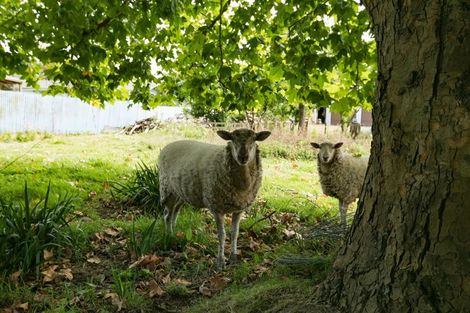 Photo of property in 55 Mcgreevy Street, Waipawa, 4210