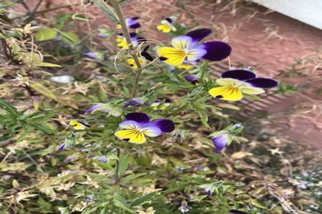 Photo of property in 68 Tirarau Street, Dargaville, 0310